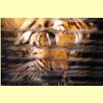 safari021.jpg